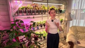 МОШКА,КОМАРИК.КАК ИЗБАВИТЬСЯ ОТ ГРИБНОГО КОМАРИКА