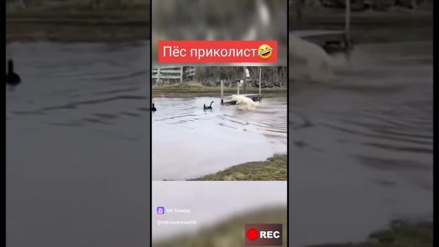 vkclips_20250103045231 смотреть онлайн