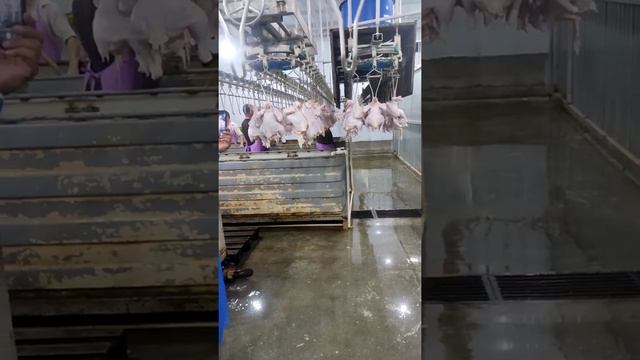 Daromadli Biznes Tovuq Gushti Biznesi