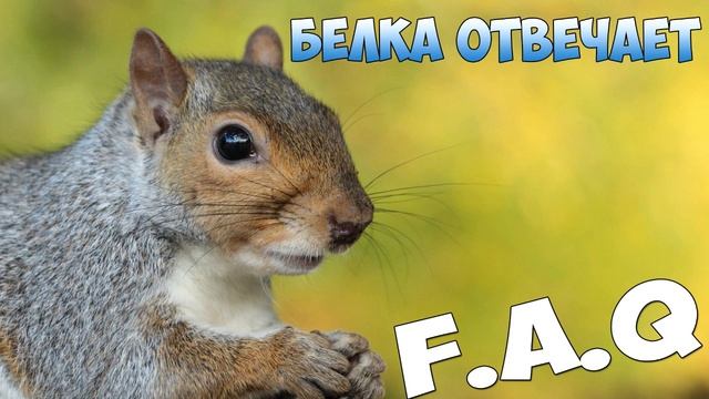 F.A.Q Белка Отвечает [#0] смотреть онлайн