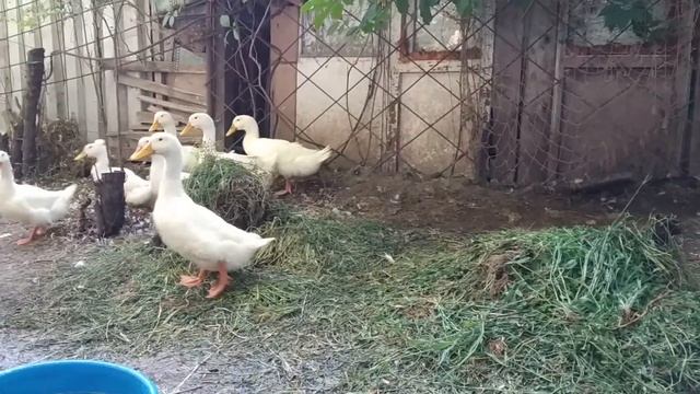 Банный день для уточек смотреть онлайн