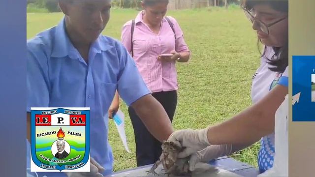 Disección de un Batracio 🐸 (Rhinella marina) - Sistema Digestivo - Ciencia y Tecnología смотреть онлайн