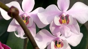 Домашние цветение орхидей. Неприхотливые сорта орхидей.