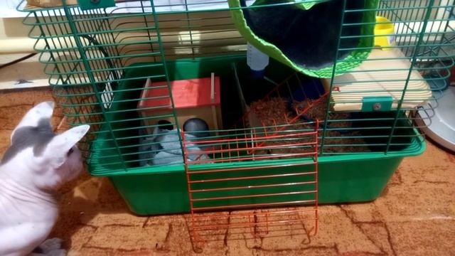 🐀 Кузя заинтересовался 😼Пушком (13-й день) смотреть онлайн