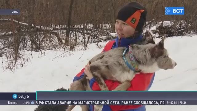 В Уфе прошла тренировка собак по поиску людей смотреть онлайн