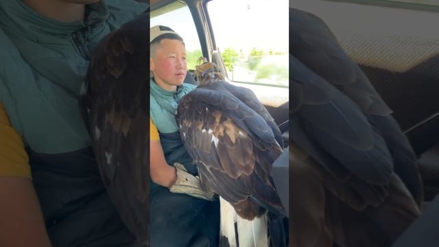 едем с птицей #кыргызстан #орёл #путешествия #дикая_природа #birds #eagles #travel #kyrgyzstan смотреть онлайн