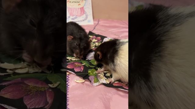 Татошка и Емелька радуются за сородичей. #rat #animal #крысы #животные смотреть онлайн