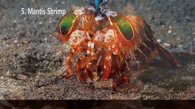 #1 There's An Animal Like This?! The Most Amazing Animals Top 10