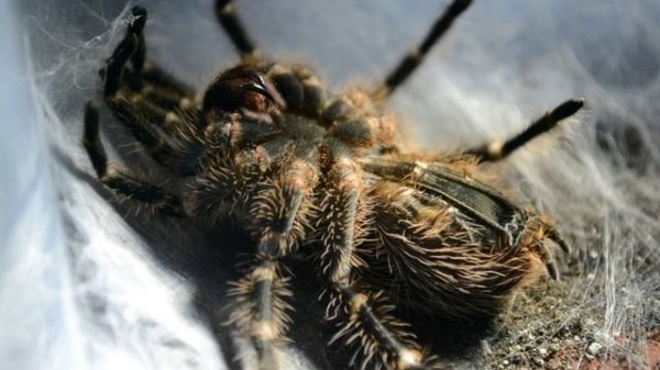 Grammostola pulchripes moulting