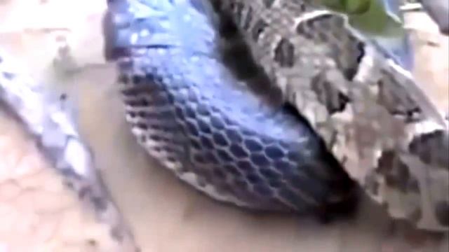 Anaconda vs King Cobra Fight Videos смотреть онлайн