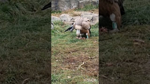 Голодная ворона-воришка смотреть онлайн