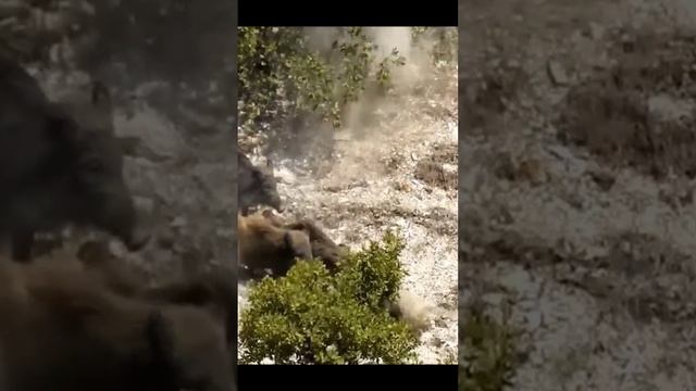 охота на кабана смотреть онлайн