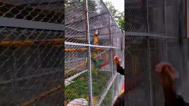 Macaws are a group of New World parrots that are long-tailed and often colorful. #viralreels #macaw смотреть онлайн