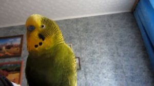 Говорящий попугай Яша