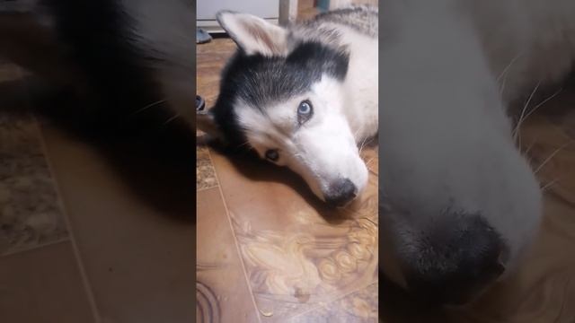 Хаски Балто смотреть онлайн