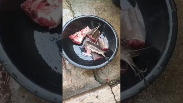 Magur Fish full fry #catfishcurry #fishfry #homemade #magurfish #tranding #shortvideo #viral смотреть онлайн