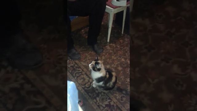 Кошка просит кушать смотреть онлайн