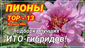 ТОП-13 ИТО-пионов / Сад Ворошиловой