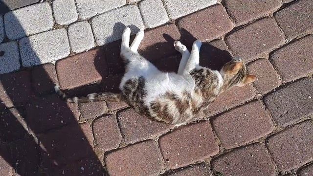 #кошки расширили меню смотреть онлайн