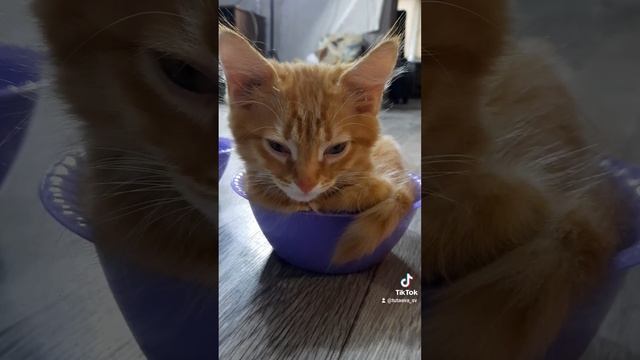 Кот охранник смотреть онлайн