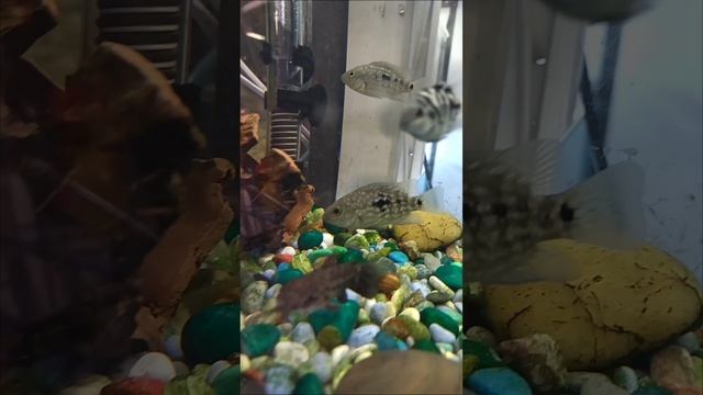 Подростки Бриллиантовой цихлазомы. #aquariumshow смотреть онлайн