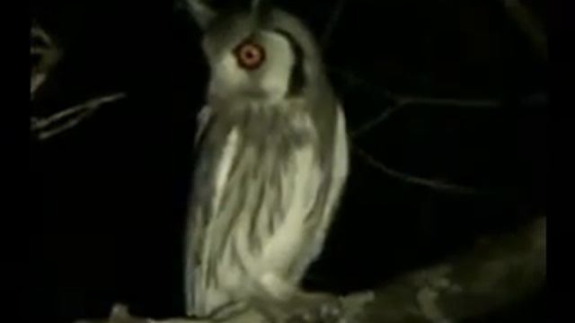 White-face scops owl смотреть онлайн