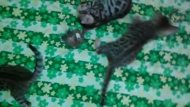 Cute Bengal kittens are playing смотреть онлайн