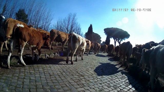 Mucche sull'Appia Antica смотреть онлайн