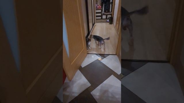 Знакомство уличного котёнка и собаки 15 #Кошка #Cat named Cat смотреть онлайн