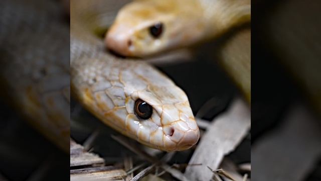 Very dangerous Coastal taipan snake смотреть онлайн