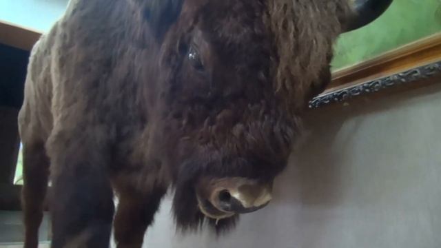 Тебердинский заповедник. Музей природы. Водопад Мужские слёзы смотреть онлайн