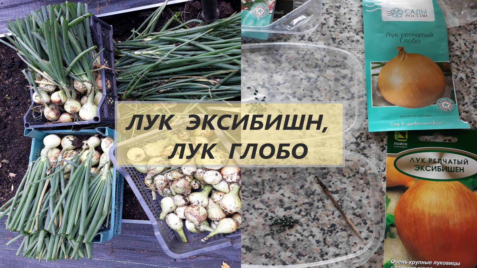 Лук Эксибишн и Глобо, от семян до урожая #38