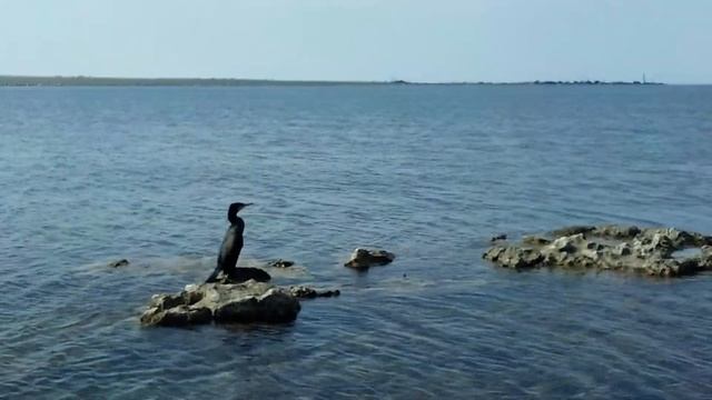 Братуха баклан... смотреть онлайн