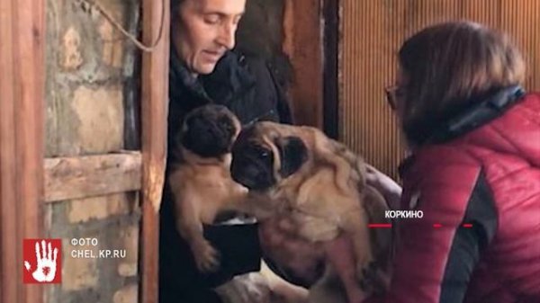 В Коркино настоящая садистка развела концлагерь для породистых собак