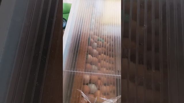 Инкубация день 4. #инкубация #нормалуппер72 #инкубацияяиц #вашаферма #инкубатор #цыплята #несушки