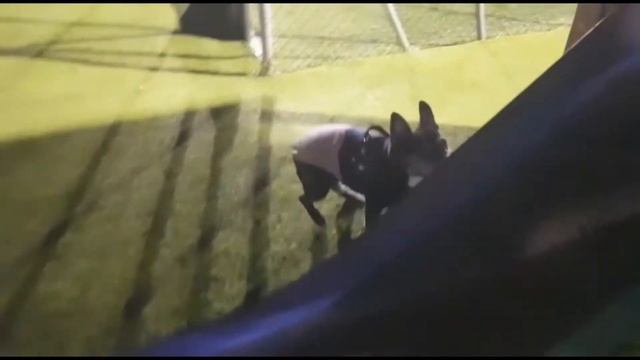 Французский бульдог ЧАК дарит вечерний позитив ! смотреть онлайн