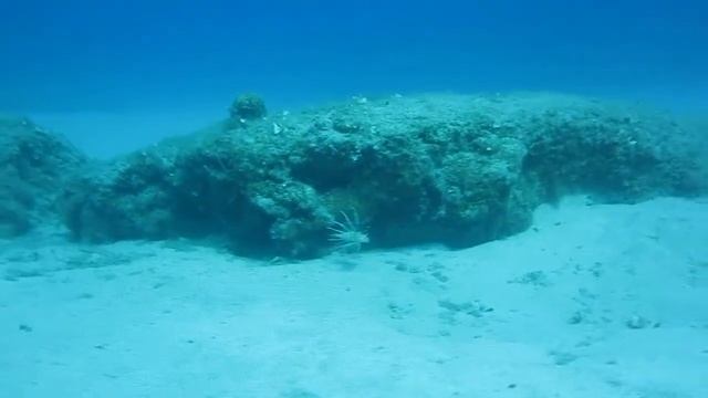 Lionfish - Rhodes - Greece смотреть онлайн