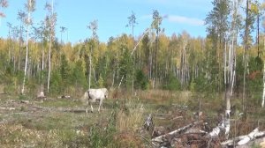 Разведка новых мест