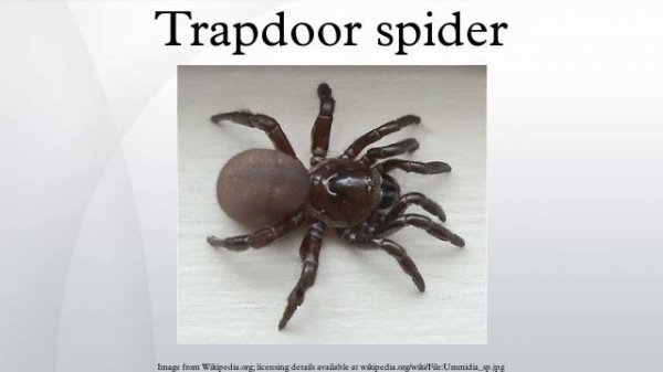 Trapdoor spider