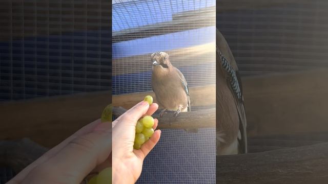 ДЕРЗКАЯ СОЙКА ПЕРЕСМЕШНИЦА😁 смотреть онлайн