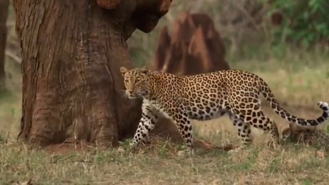 Black panther vs leopard смотреть онлайн