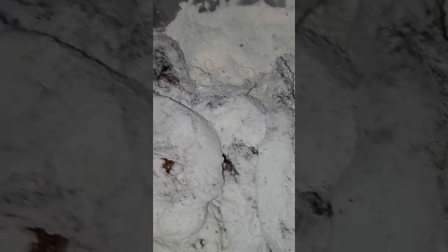 Вот такой деликатес ) кета 20.09.2016 год ) хорошо скушать не успели ! смотреть онлайн