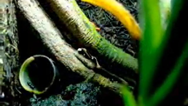 Oophaga sylvatica смотреть онлайн