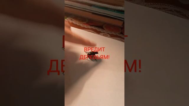 Жук - стригун. Вредитель деревьев.#shorts смотреть онлайн
