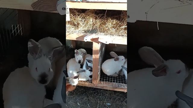 Вакцинация кроликов / Что нужно об этом знать? #кролики смотреть онлайн