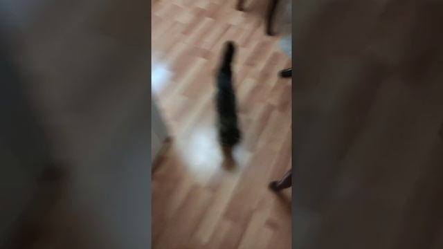 котик бегает😃 смотреть онлайн