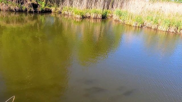 Удачное утро на пруду с воблерами наперевес