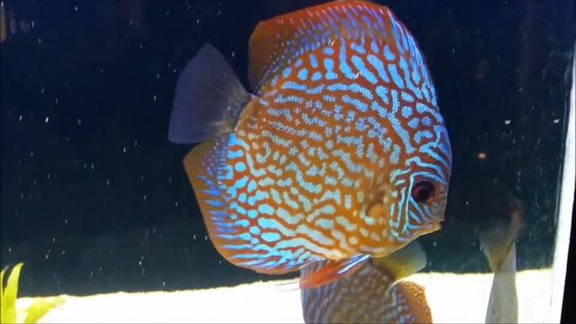 bane discus 05.2014 смотреть онлайн