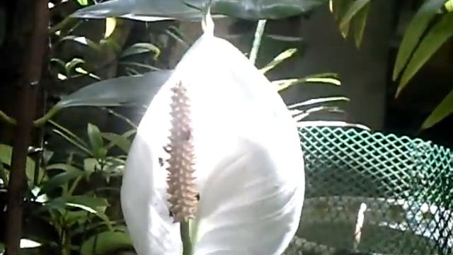 Trigona laeviceps on a peace lily смотреть онлайн