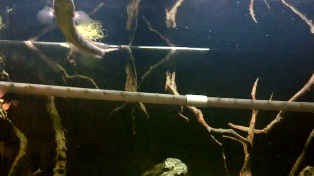 Baby Piranha and Baby Snake Head смотреть онлайн